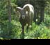 Bighorn Sheep